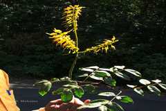 Caesalpinia cucullata